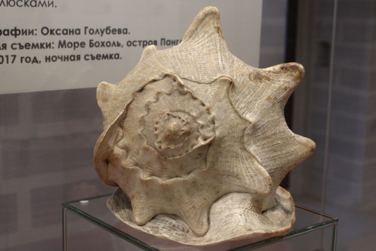 С «удивительными моллюсками» познакомятся ребята в Вологодском музее